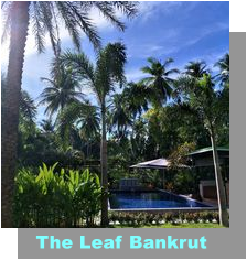 The Leaf Bankrut